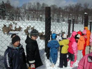 村内のエゾシカ牧場見学