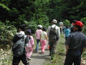 次に実際に野外に出て、シカの樹皮剥ぎの跡を観察しました。