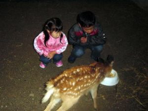 鹿舎で今年生まれの子鹿を間近で観察しました