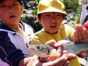 釣り上げたウグイ