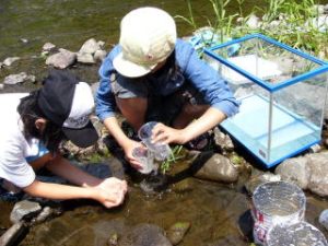 ウグイの稚魚をみつけました。