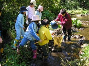 道から捕獲許可を得て、網などでマスを捕獲して体サイズなどを計測し、放流しました。