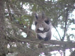 しばらく観察