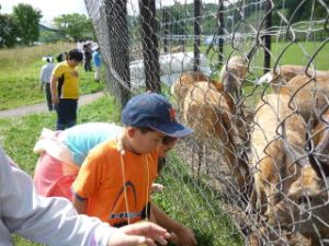 鹿牧場公園の様子