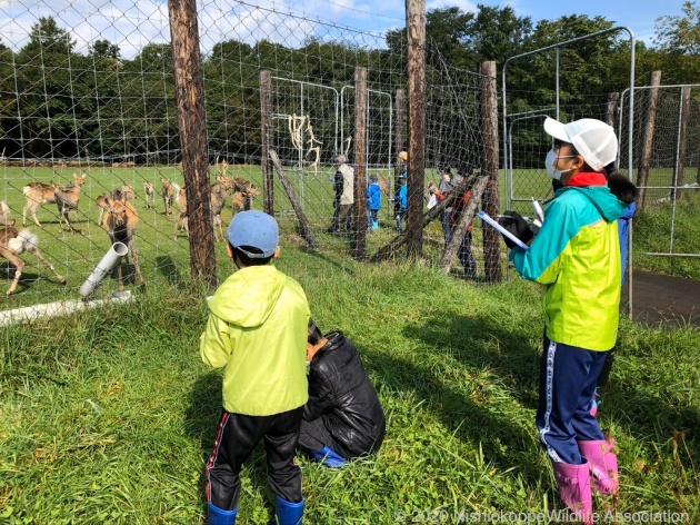 西おこっぺ村ワイルドライフ教室　鹿牧場