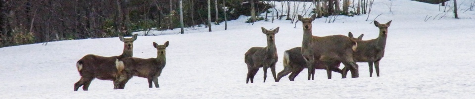 Hokkaido sika deer