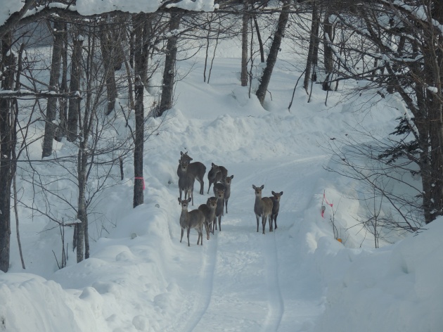 除雪林道に出没するシカ