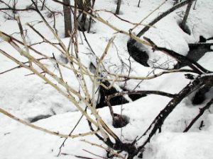 シカによって皮を食べられた樹木。