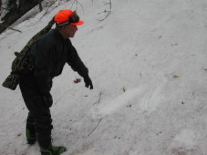 斜面の雪面についたクマの足跡。1頭が沢へ下っていました。