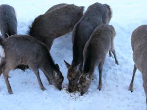 飼育されているシカを見ながら…