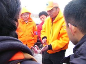 シカは歯の配列で0・1・2・3歳以上を区別できます