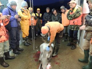 捕獲後の内臓摘出