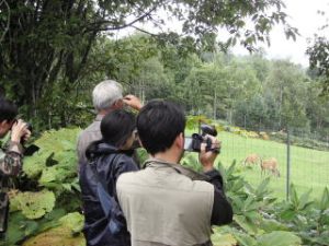 シカ牧場の鹿を見学