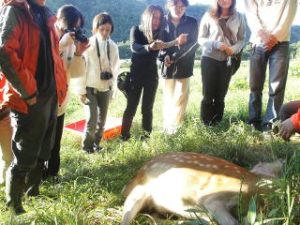 1才のメスジカ