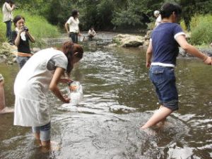 カラフトマスの遡上の観察