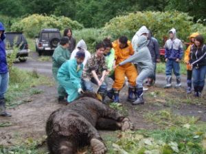 ヒグマの回収風景