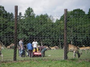 シカ生態捕獲