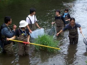 電気ショッカー捕獲の様子