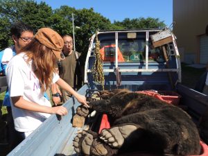 会長が捕獲したヒグマを見学　