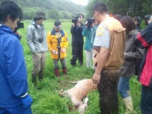 捕獲の状況の解説