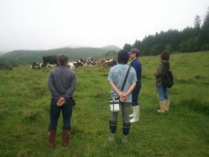 乳牛牧場の見学