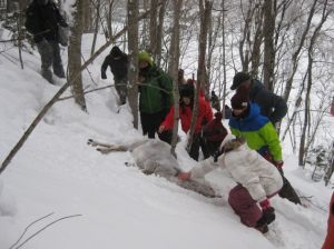 捕獲されたシカ、学生たちがまだあたたかいことを確かめていた