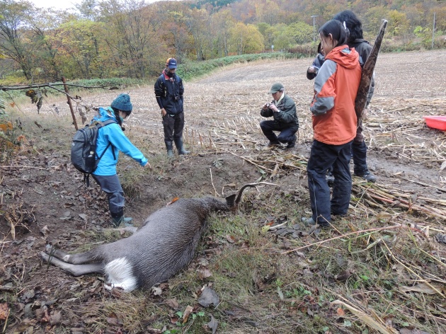 飼料用のトウモロコシ畑での捕獲。