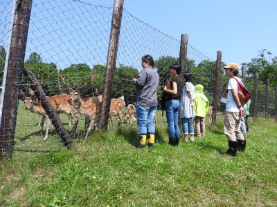 シカ牧場