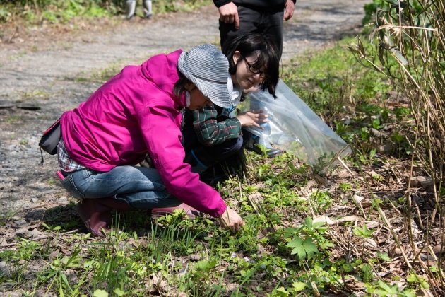 西興部村エゾシカエコツアーで山菜採り