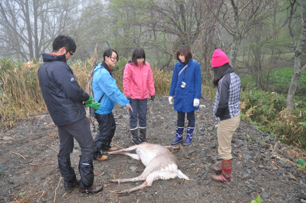 西興部村エゾシカエコツアーでハンティング見学