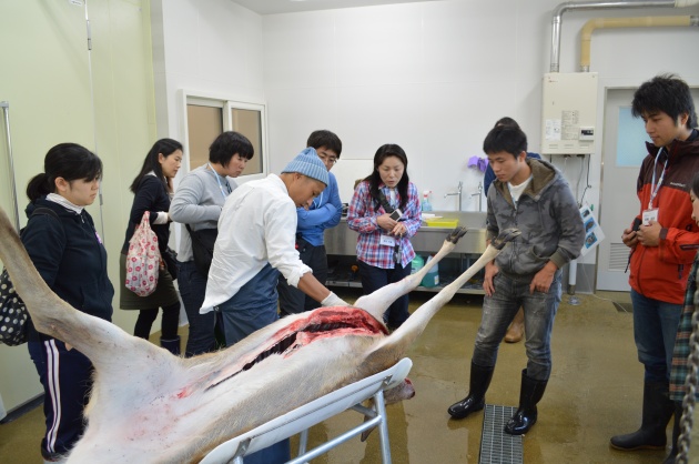 西興部村エゾシカエコツアー　解体見学