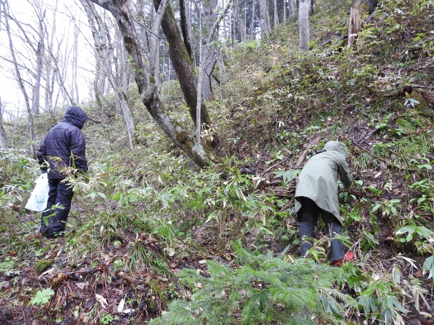 西興部村エゾシカエコツアーで山菜採り