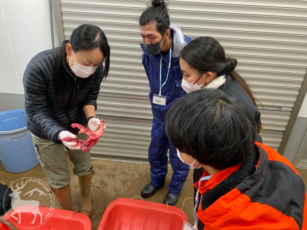 萌出交換法（歯）による年齢査定