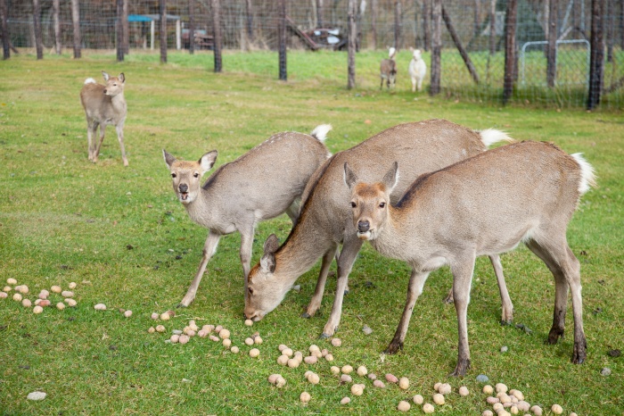 photo of deer meadow