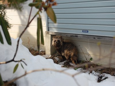 racoon dog