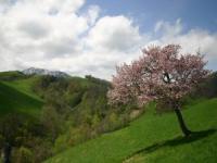 札滑牧場の桜