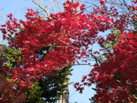 純日本庭園「興楽園」カエデ