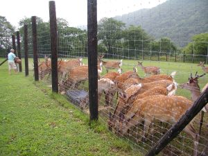 鹿牧場内のエゾシカ