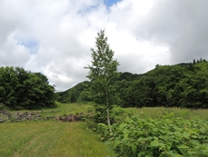 河川敷を歩きます。