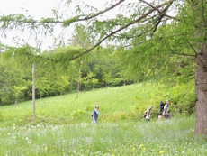 青々とした草地を歩き、