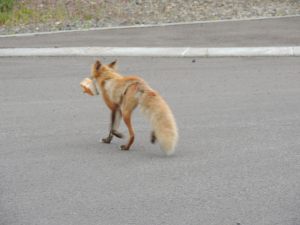 食パン咥えて・・