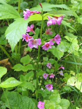 西おこっぺの植物 北海道西興部村