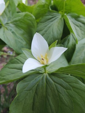 西おこっぺの植物 北海道西興部村