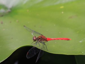 首 取れる トンボ が 1分間の簡単ストレッチ！肩や首の疲れをとる方法 [疲労回復法]